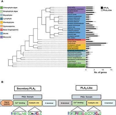 Comparative phylogenomic and structural analysis of canonical secretory PLA2 and novel PLA2-like family in plants